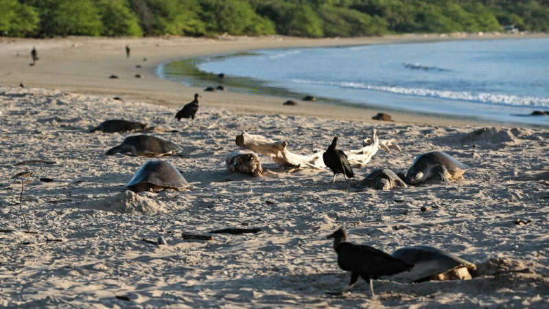 Turtle Nesting San Juan Del Sur